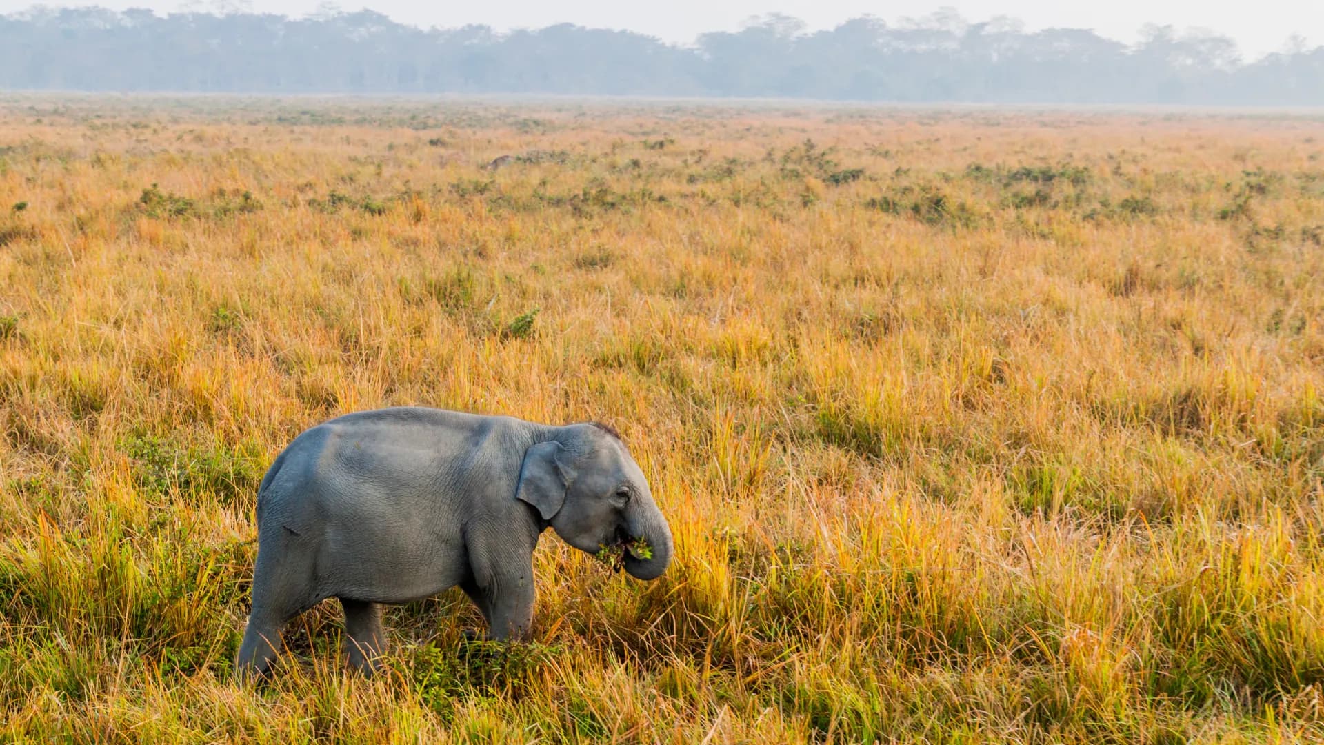 Orang National Park Safari
