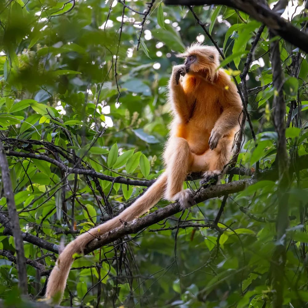 Manas National Park Safari - Gallery Image 5