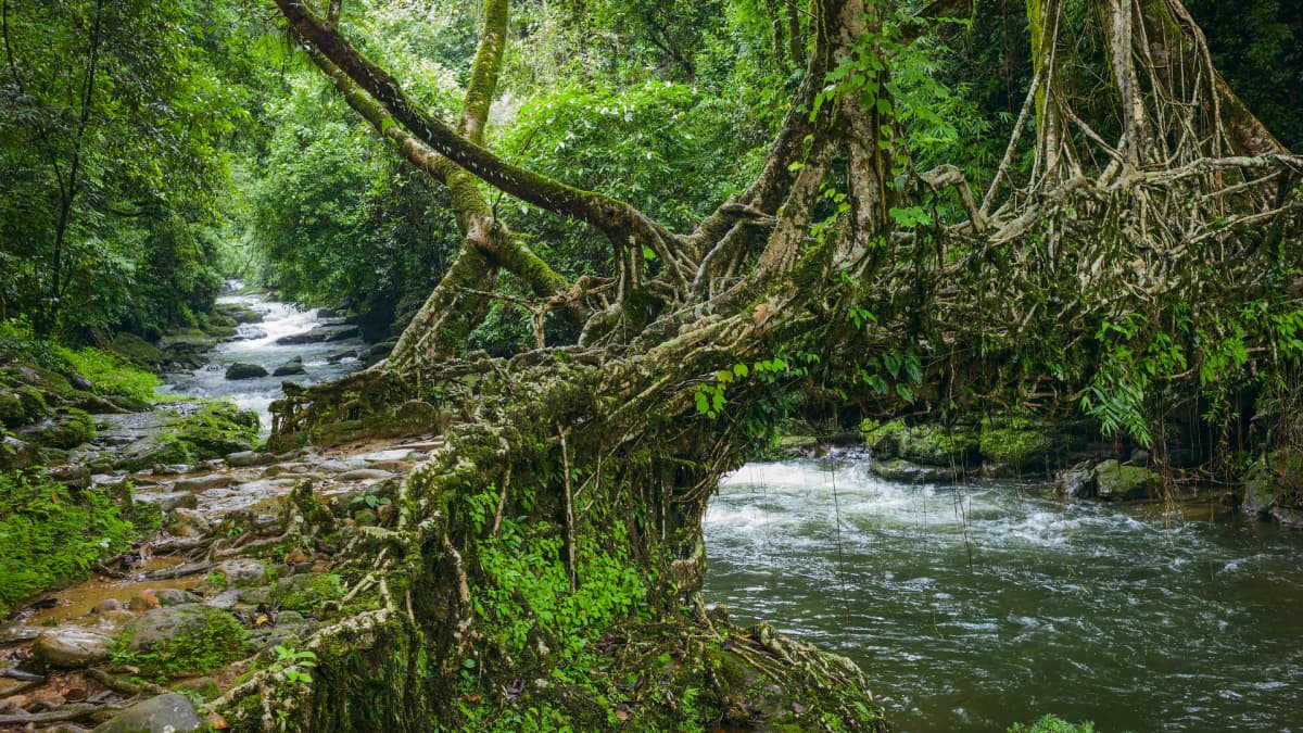 3 Nights 4 Days Shillong, Living Root Bridge & Mawlynnong Tour