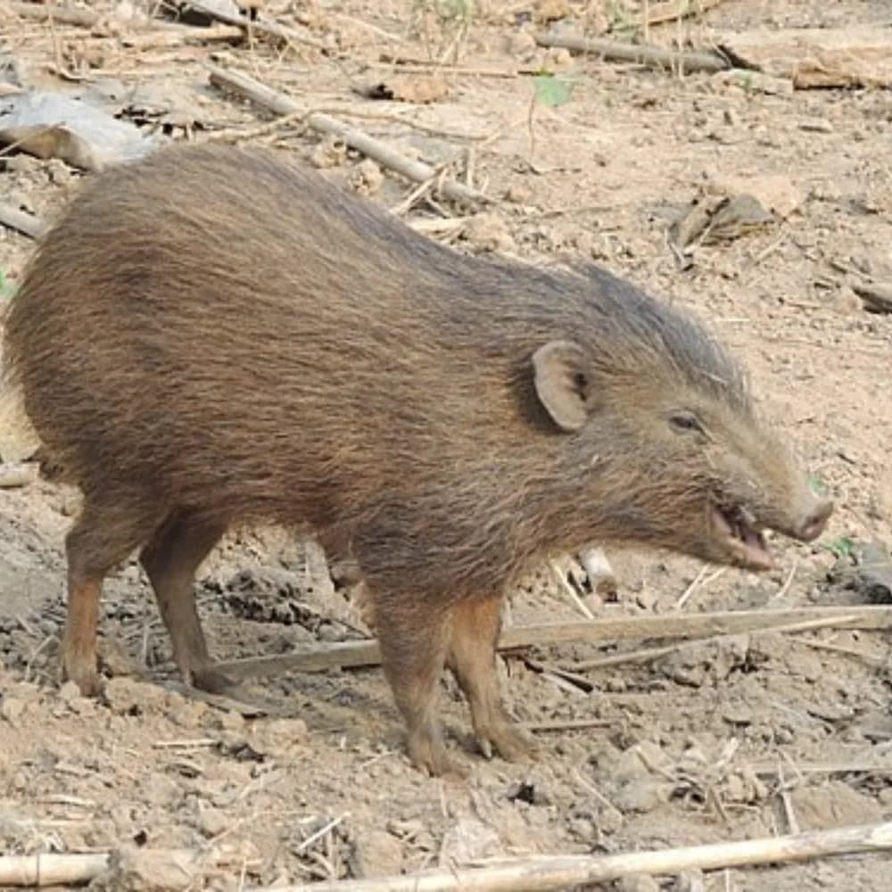 Final Safari & Departure - Day 3