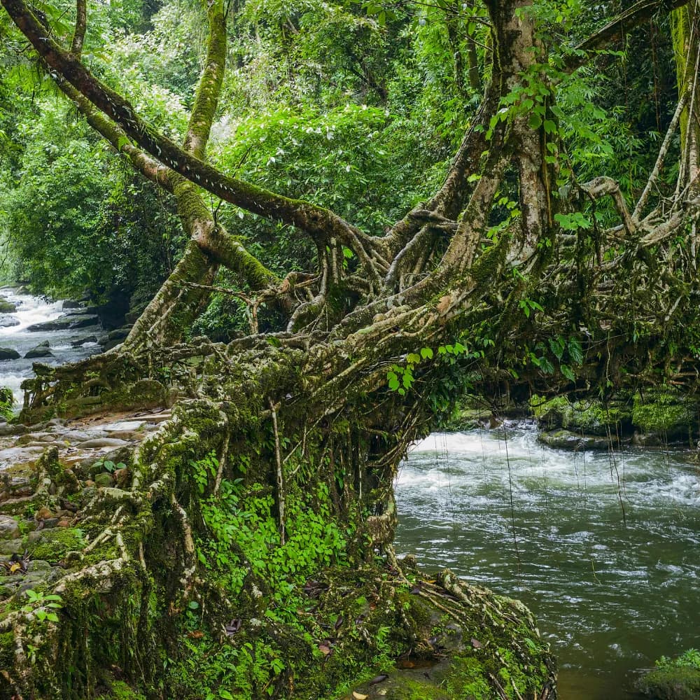 Living Root Bridge & Mawlynnong - Day 2